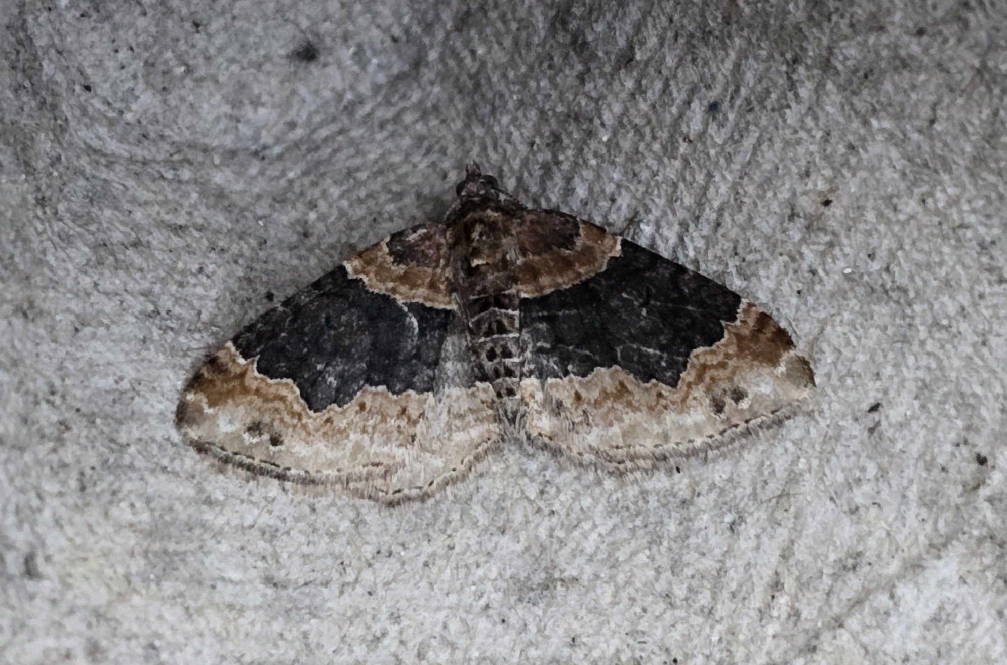 Photo of Dark-barred Twin-spot Carpet (Xanthorhoe ferrugata)